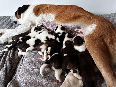 Alexandre Fridrich - Chien du Saint-Bernard - Portée née le 28/11/2023